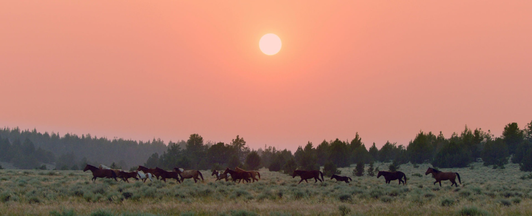 Wild Beauty — film still 3