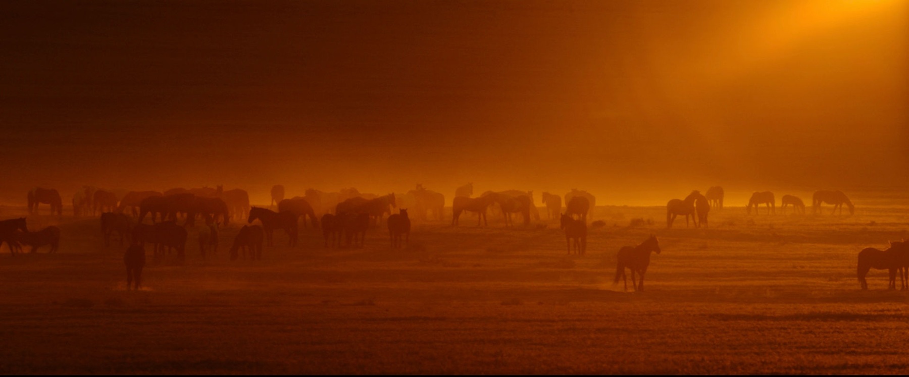 Wild Beauty — film still 4