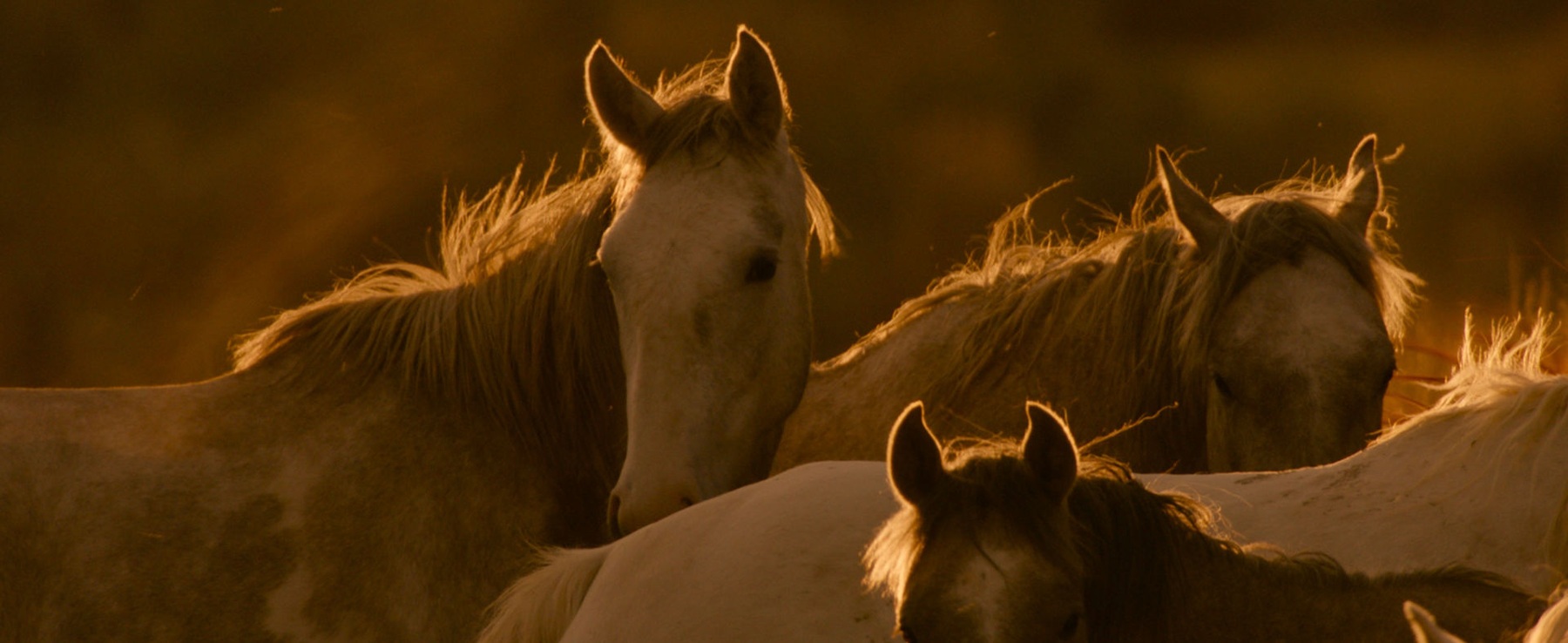 Wild Beauty — film still 8